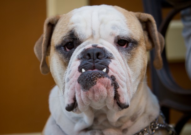 Chien dans un parc à Boston - (c) François Blanchette