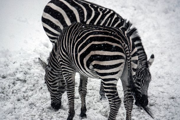 Zèbres - Zoo de Granby QC - 2010 (Stéphane Vaillancourt)