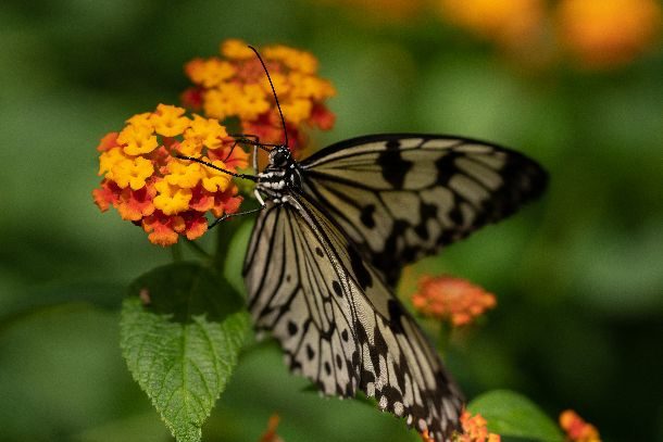 Papillons en liberté 2018 Jardin botanique de Montréal (c) Stéphane Vaillancourt