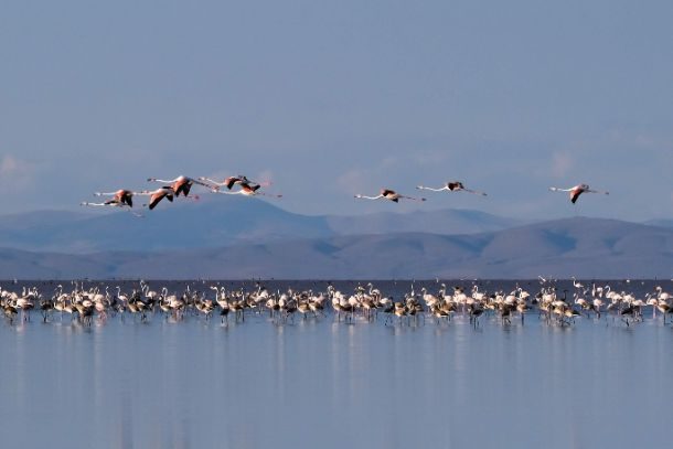 (c) Patrick Pilon - Flamants roses - Turquie