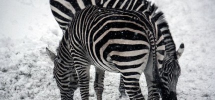 Zèbres - Zoo de Granby QC - 2010 (Stéphane Vaillancourt)