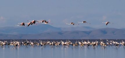 (c) Patrick Pilon - Flamants roses - Turquie